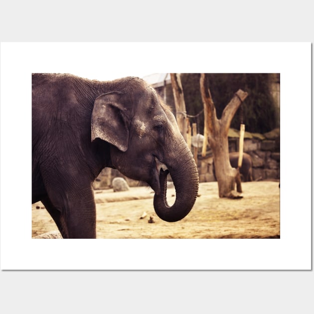 elephant, asia elephant Wall Art by hottehue